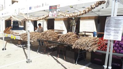 Garlic Day in Falces